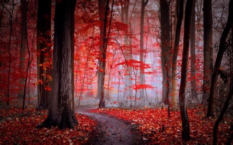 Forest Red Wallpapers - Wallpaper Cave