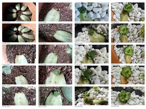 Succulent propagation - My first tries