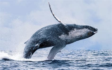 18 Really Interesting Facts You Didn’t Know About Humpback Whales