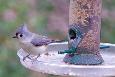 Winter bird feeding tips and tricks - EverybodyAdventures