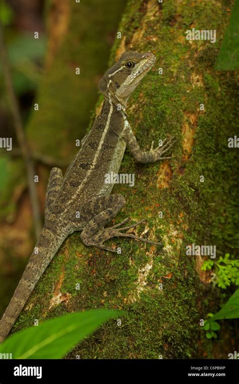 Basilisk lizard running water hi-res stock photography and images - Alamy