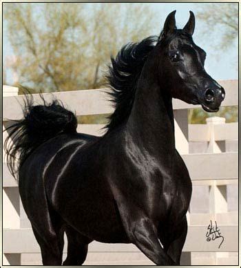 Arabian Foals of Bestovall Arabians | Horses, Black arabian horse ...