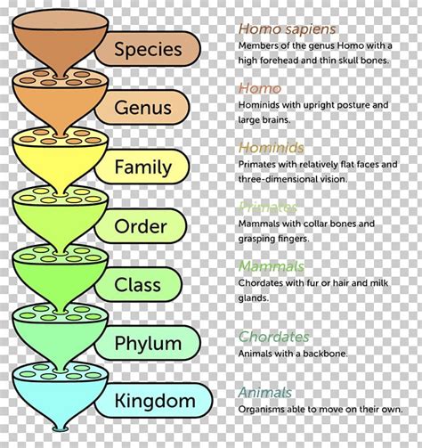 Taxonomy Classification System