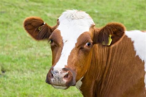 Ayrshire Cattle: Guide, Info & Facts