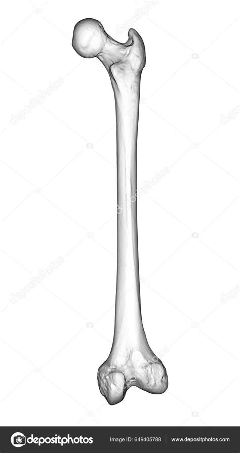 Femur Bone Largest Bone Human Body Located Thigh Illustration Showcasing — Stock Photo ...