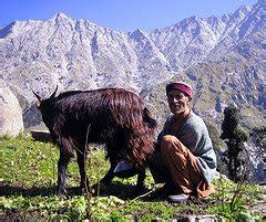 Tribes of India: Gaddi Tribes of Himachal Pradesh