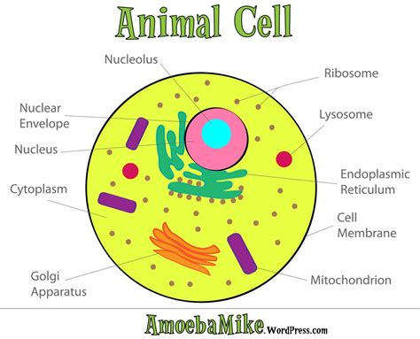 The Cell | Plant & Animal Cells +Microorganisms | Animal cell, Animal cell organelles, Animal ...