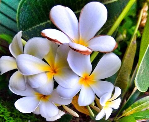 Frangipani Flower Meaning | Best Flower Site