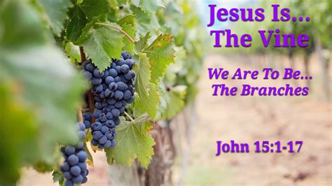 Jesus Is The Vine, We Are To Be The Branches - John 15:1-17 (Wednesday ...