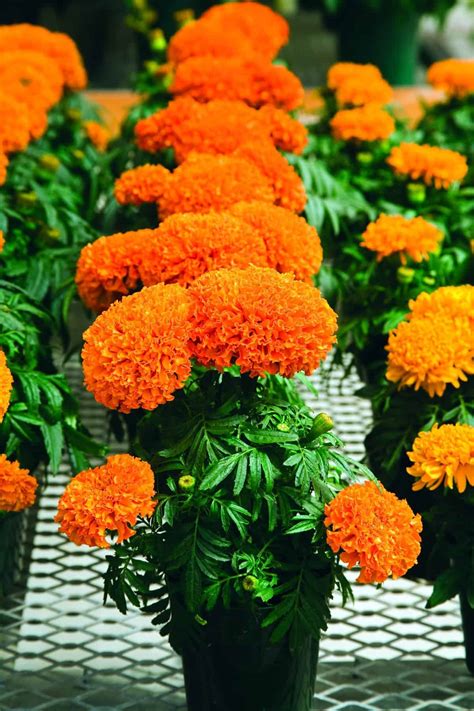 Marigold Moonsong Deep Orange F1 | All-America Selections