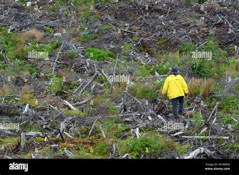 Canadian logging industry hi-res stock photography and images - Alamy