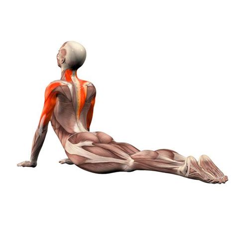 Elegant Cobra Pose Muscles Worked - Yoga x Poses