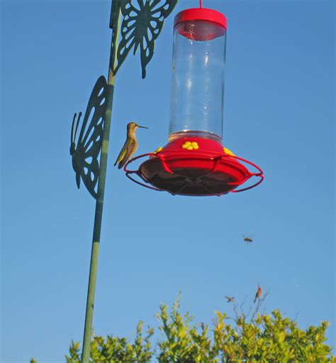 Bees On My Hummingbird Feeder: (9 Tips To Get Rid of Them) – Backyard ...