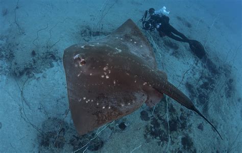 Mozambique Smalleye Stingray Research Project — Marine Megafauna Foundation