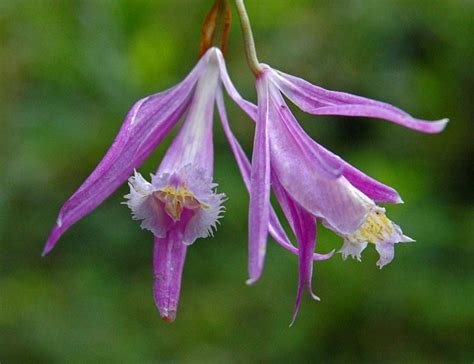 "The Land of Orchids" - SIKKIM: The Land I Love