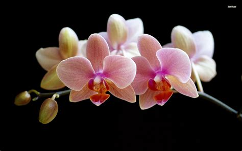 🔥 Download Orchid Wallpaper Flower In High Quality Desktop by @lisafrancis | Orchid Wallpapers ...