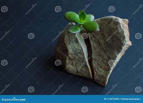 Plant splitting rock stock photo. Image of conceptual - 113473348