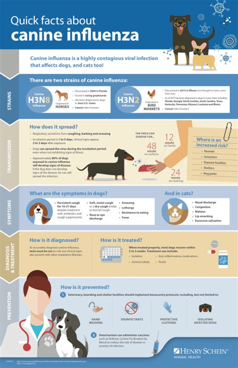 Canine Influenza – Symptoms, Diagnosis & Treatments of Dog Flu