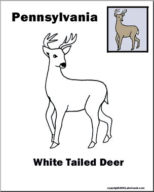 Pennsylvania: State Animal – White-tailed Deer – Abcteach