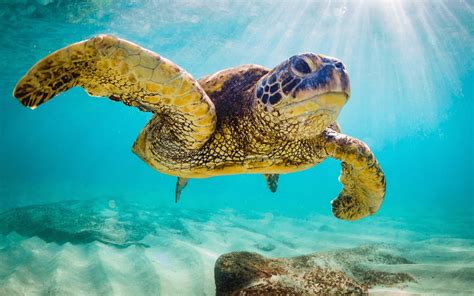 Oahu Snorkeling Tours | Discover the Top Snorkeling Tours on Oahu!