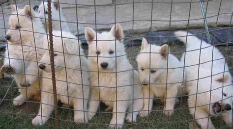 White Alsatian Pups - German Shepherds Photo (478796) - Fanpop