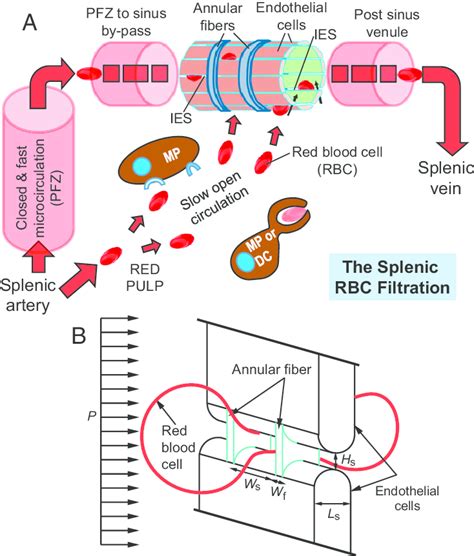 [DIAGRAM] Liver Spleen Diagram - MYDIAGRAM.ONLINE