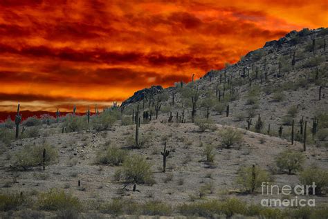 Desert Cactus Field at Sunset Photograph by Sherry Little Fawn Schuessler - Fine Art America