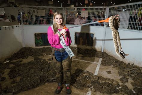 Gruesome pics show Texas Rattlesnake Roundup as snakes beheaded and butchered while cowboys ...