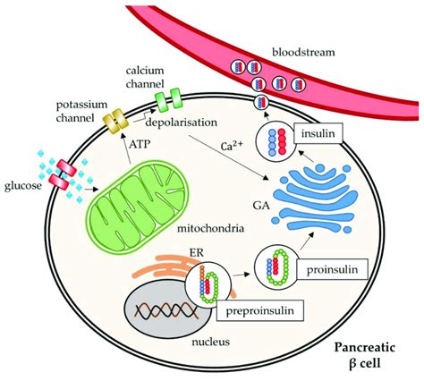 Top 96+ Pictures When The Beta Cells Of The Pancreas Release Insulin Into The Blood, Latest