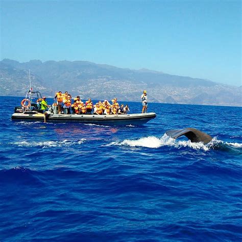 SeaBookings - A must on Madeira: whale watching boat trips