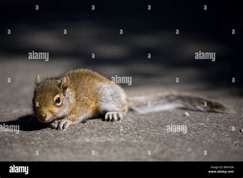 Western Gray Squirrel (Sciurus griseus) baby Stock Photo - Alamy