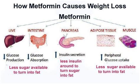 Does Metformin Help with Weight Loss? - Diabetic.org