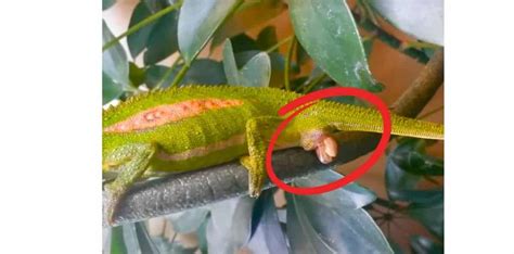 Chameleons Who Give Live Birth - Animals Around The Globe