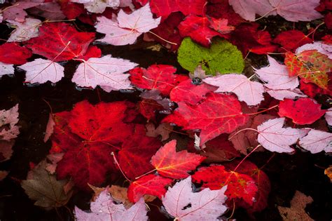 Floating | Island Pond, VT | Loren Fisher Photography