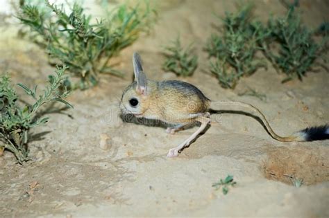 Jerboa / Jaculus. The jerboa are a steppe animal and lead a nocturnal life. Jerb , #Aff, #lead ...