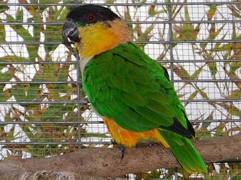 Caique Parrot is relatively Small and Stocky, with Bright Colors