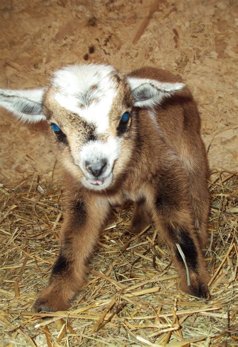 Nigerian Pygmy goat | Nigerian dwarf goats, Goats, Dwarf goats