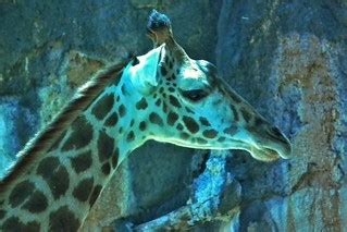 Giraffe | A good shot of one of the zoo's giraffes as he hea… | Flickr