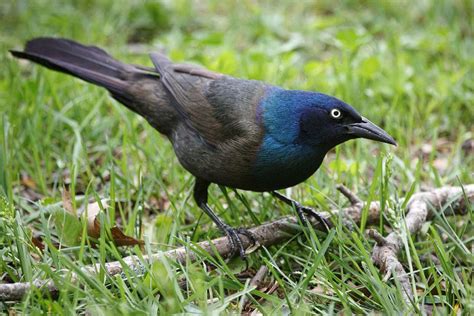 Common Grackle (Quiscalus quiscula) – RRP Field Guide