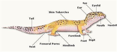 Leopard Geckos Rescue of Maine: Leoanatomy of a Leopard Gecko