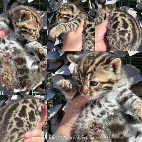 Asian leopard cat hybrids bengals f1 for Sale