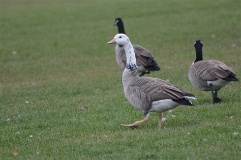 White Canada Goose - Help Me Identify a North American Bird - Whatbird Community