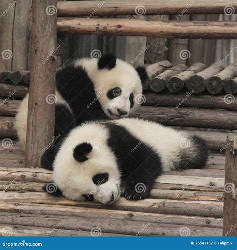 Two Giant Panda Cubs Playing Stock Photo - Image of black, natural: 76541152