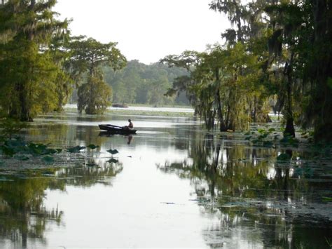 Louisiana Swamp Tours: 4th of July Louisiana Swamp Tours