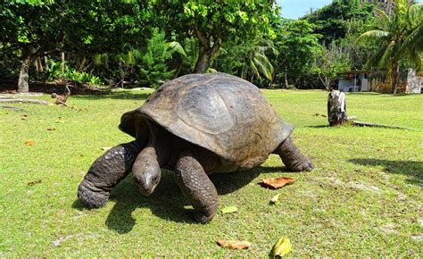 Seychelles: Researchers Introduce New Methods to Monitor Giant Tortoises On Aldabra, Seychelles ...