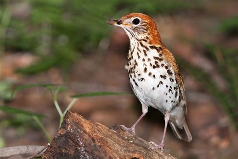 10 States Could Lose State Birds | The Audubon Birds & Climate Change Report