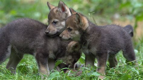 Wildlife Park Celebrates First Wolf Cubs Birth In 47 Years: ZooBorns ...