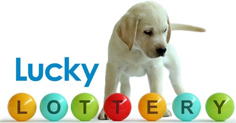 Lucky Lottery Winners - Who Won This Week | Guide Dogs