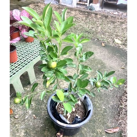 Kalamansi Tree Multibranch TALL | Shopee Philippines