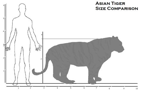 asian tiger size comparison by cheetahsintheearth on DeviantArt